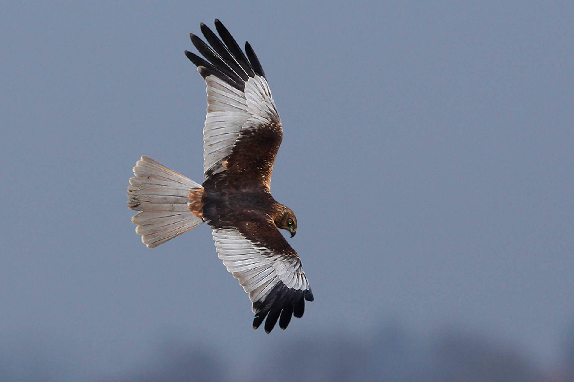 Vogels weren om vogels te sparen?
