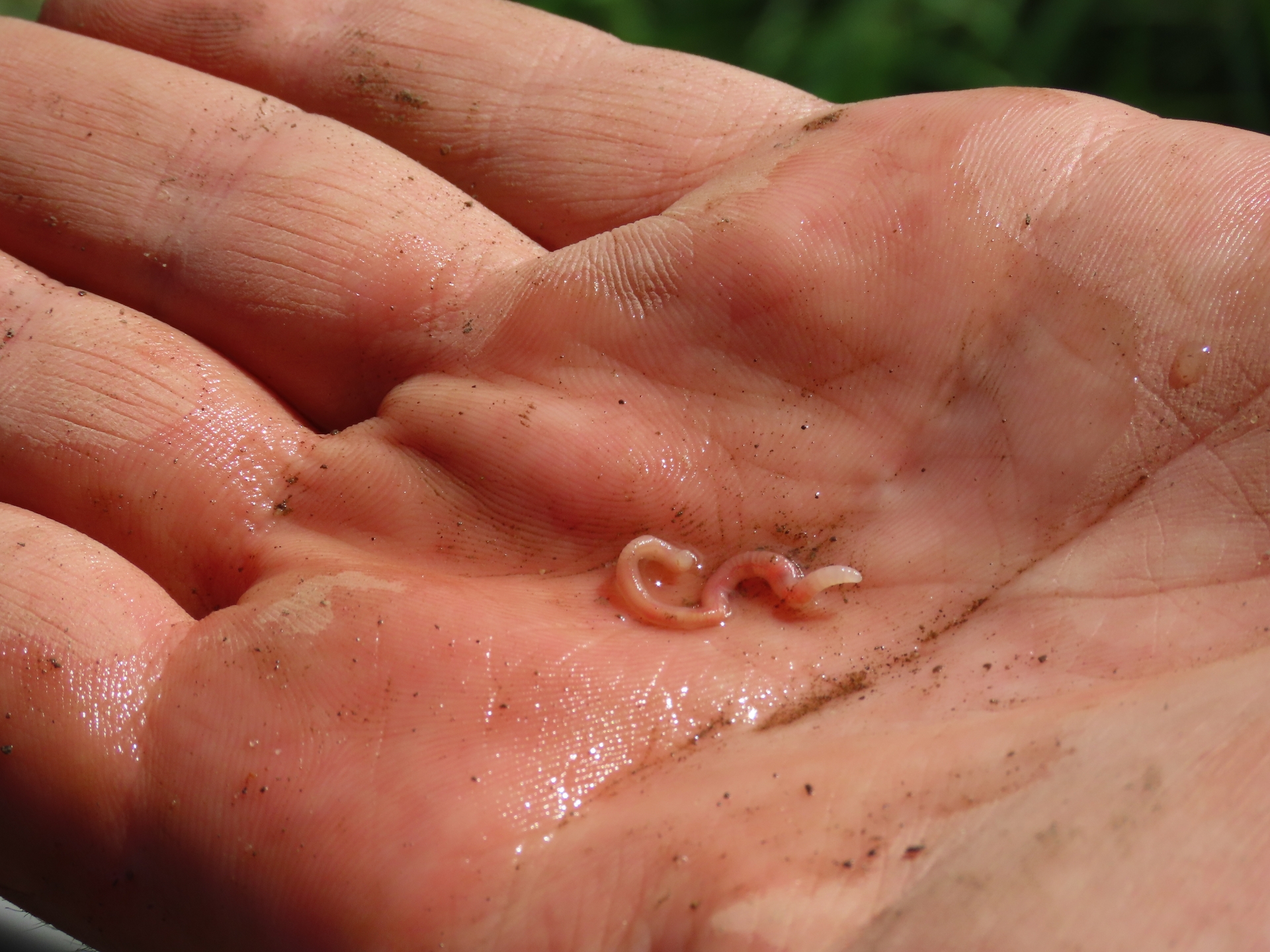 Zandbleekkopworm