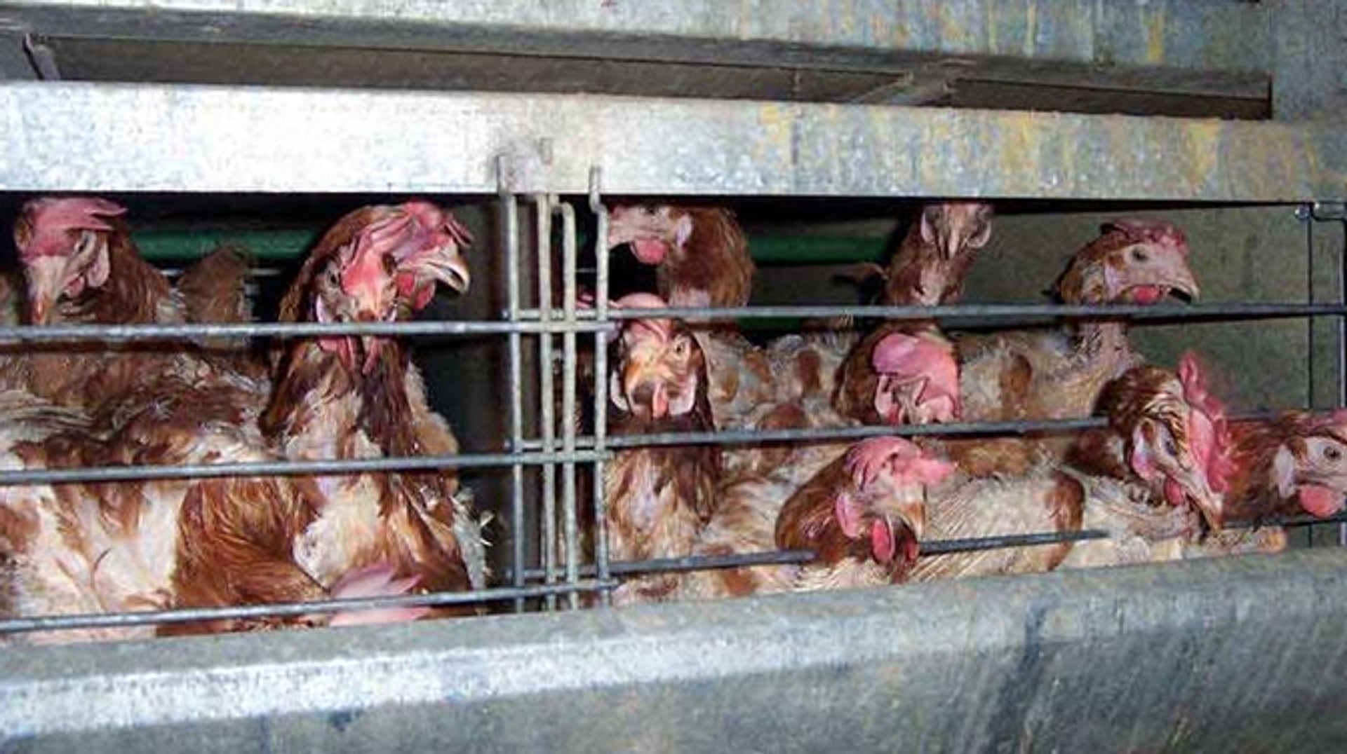 Import 'barbaarse' eieren uit Oekraïne vervijfvoudigd - Vroege Vogels ...