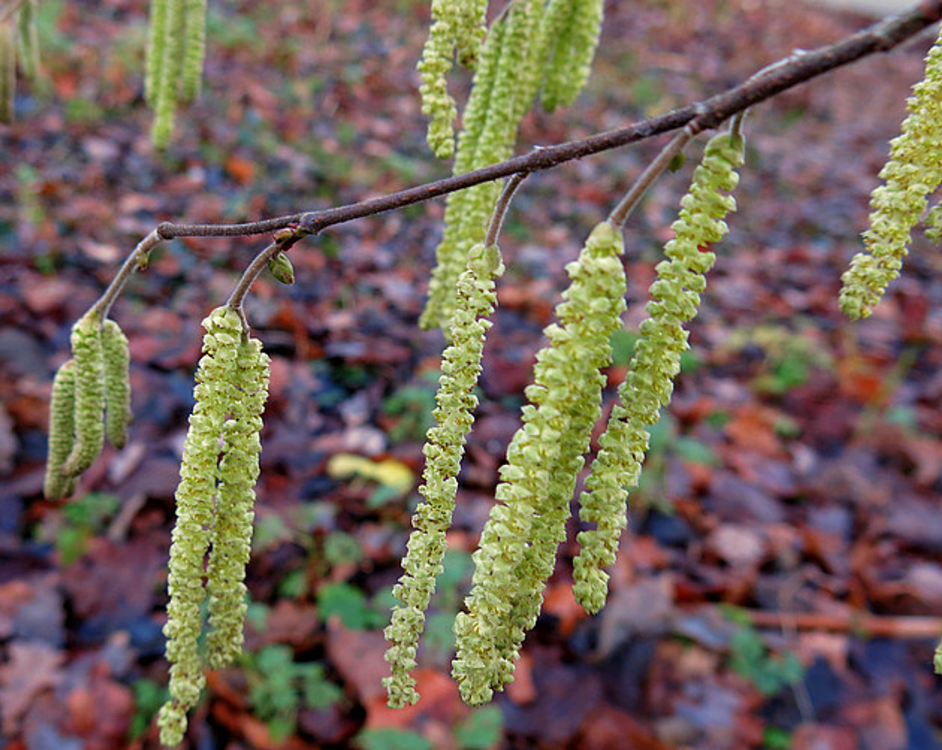 Afbeelding van Geen sneeuw maar mogelijk pollen tijdens kerst