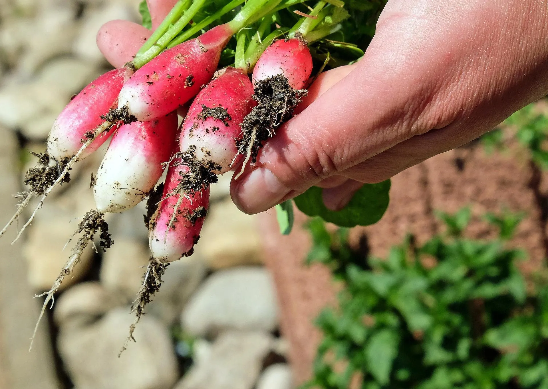 Afbeelding van 'Meer schoolmoestuinen zodat kinderen gezonder eten'