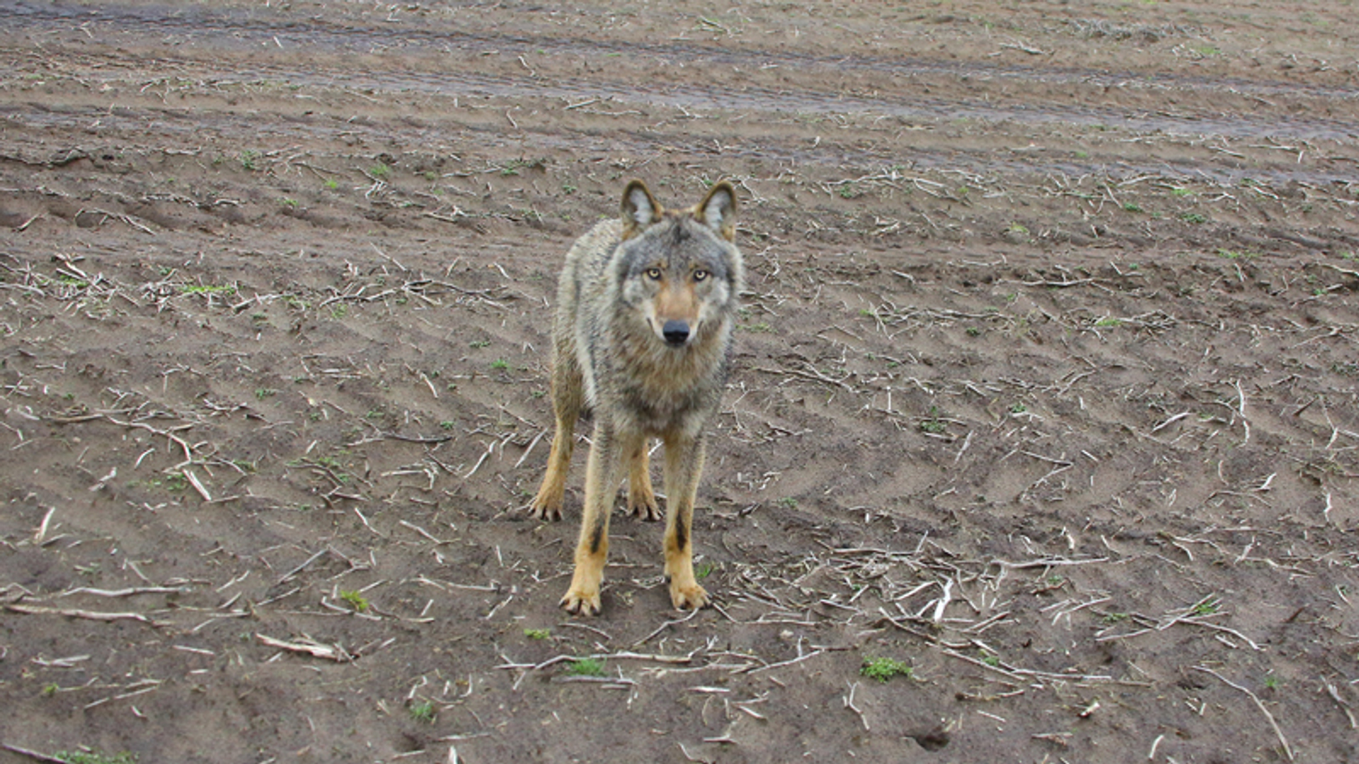 Commissie onderzoekt bevel om wolf af te schieten in Wapse
