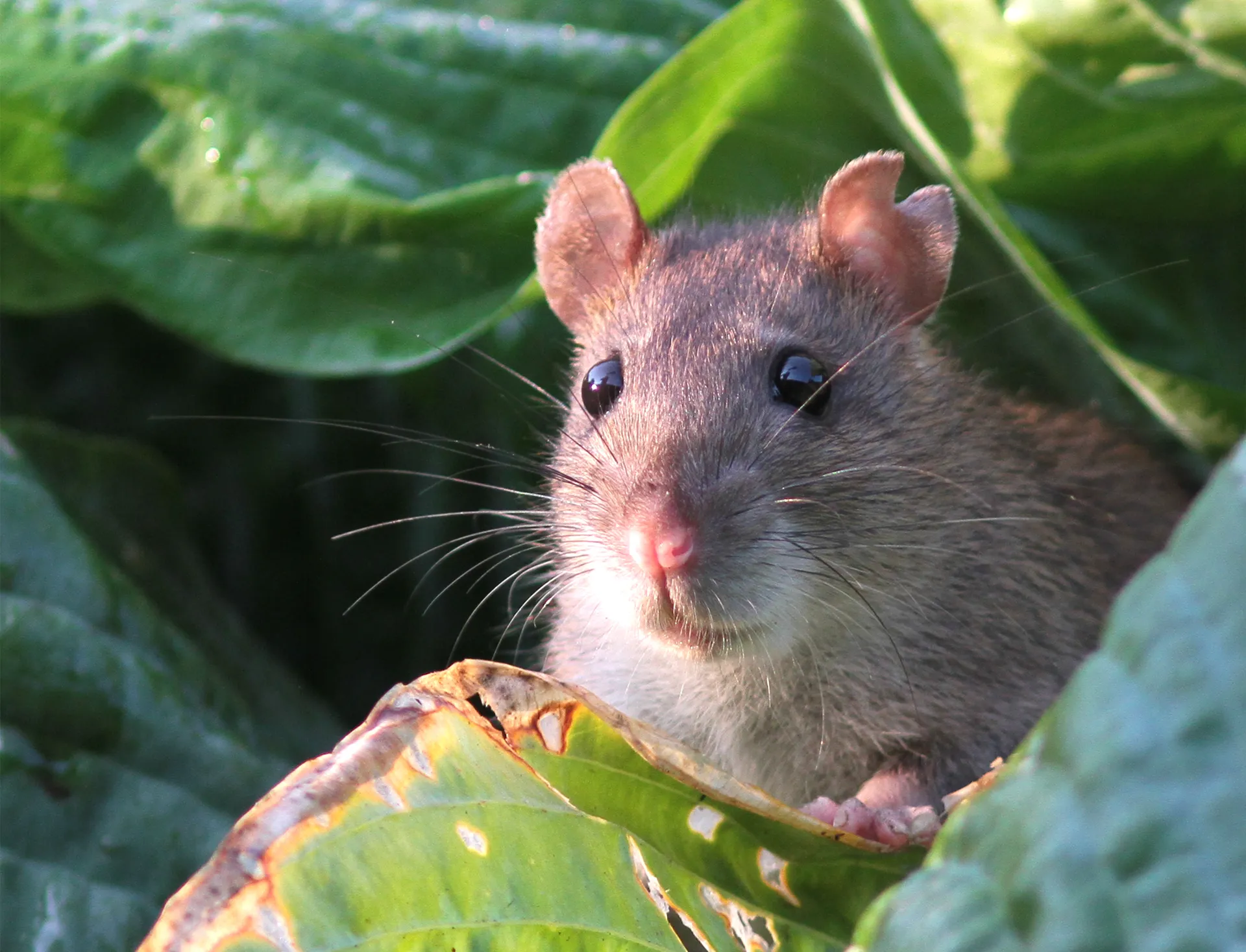 Vraagbaak: welk dier eet schelpen? - Vroege Vogels - BNNVARA