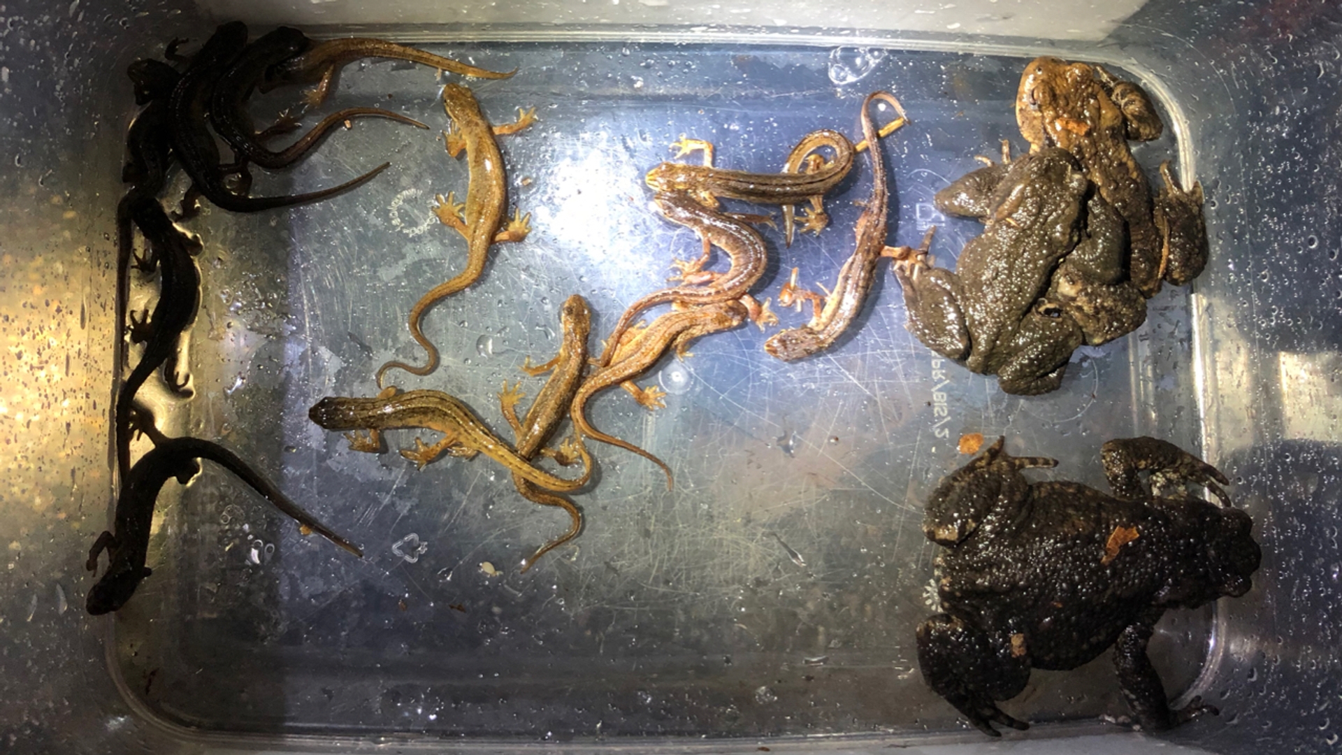 Kleine watersalamanders en padden