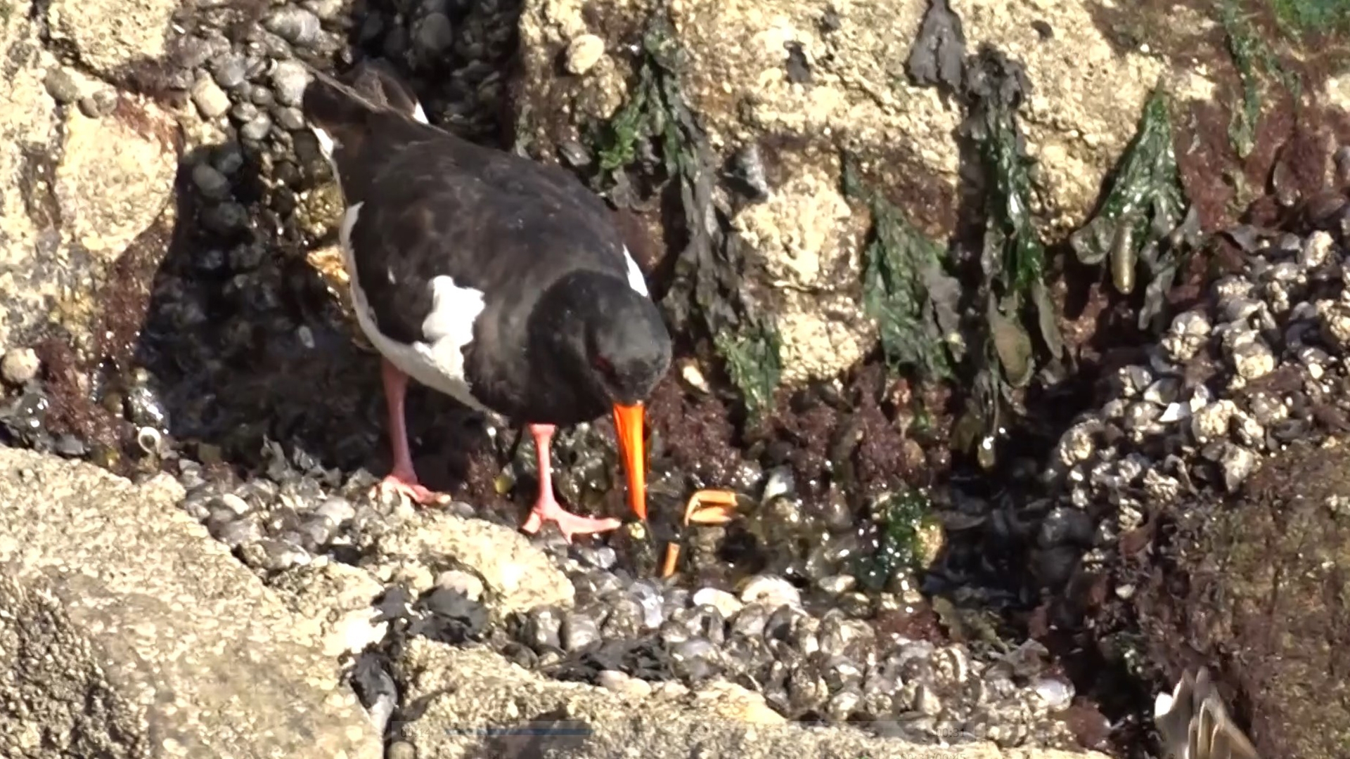 Scholekster Eet Schelp Zelf Geschoten Vroege Vogels BNNVARA