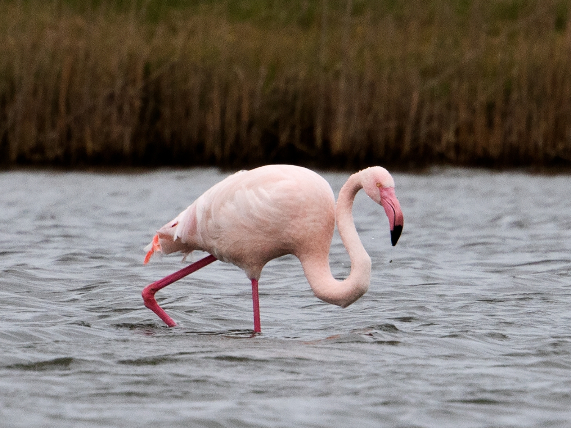 flamingo_texel_keesvenneker