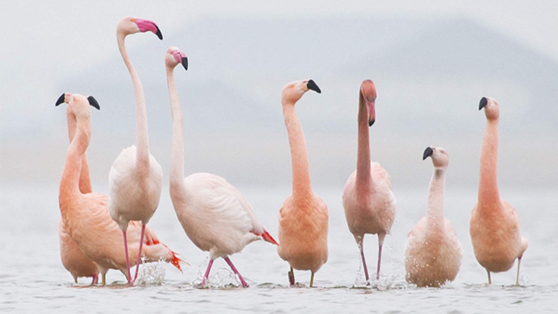 flamingo_LubbertSpaanse
