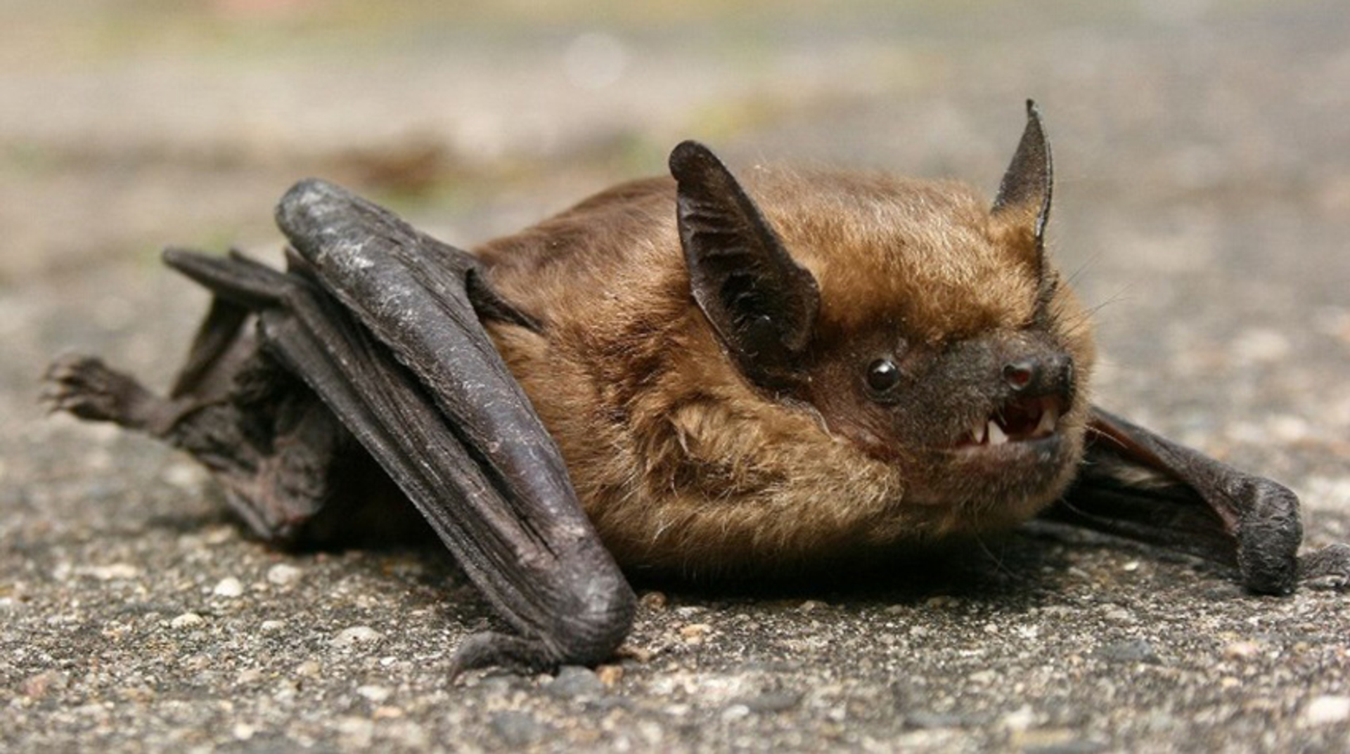 Te koop: kerk vol beschermde vleermuizen