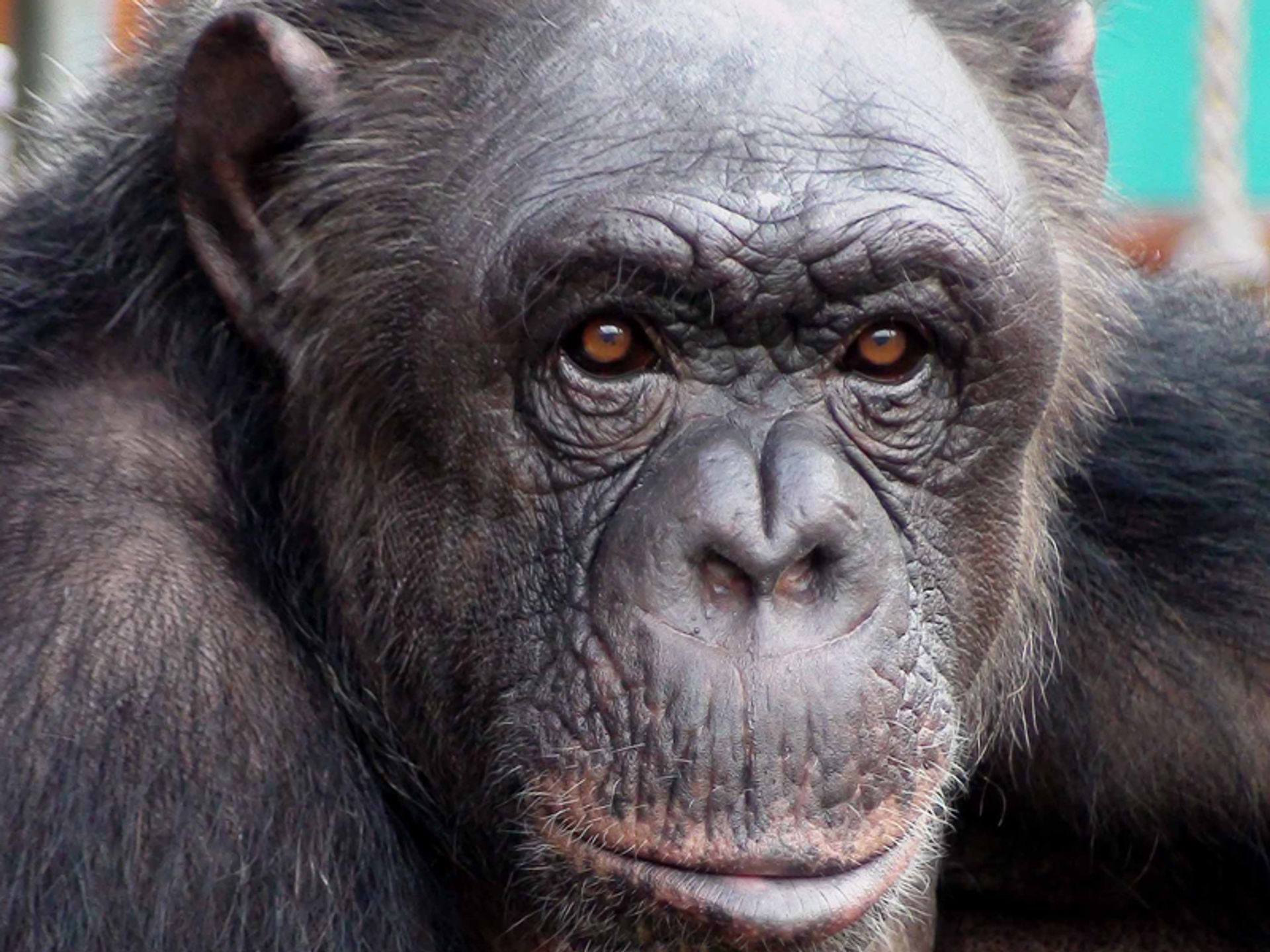 chimpansee_FIFFI_AAP_portrait_M.Seres_verkleind_01.jpg
