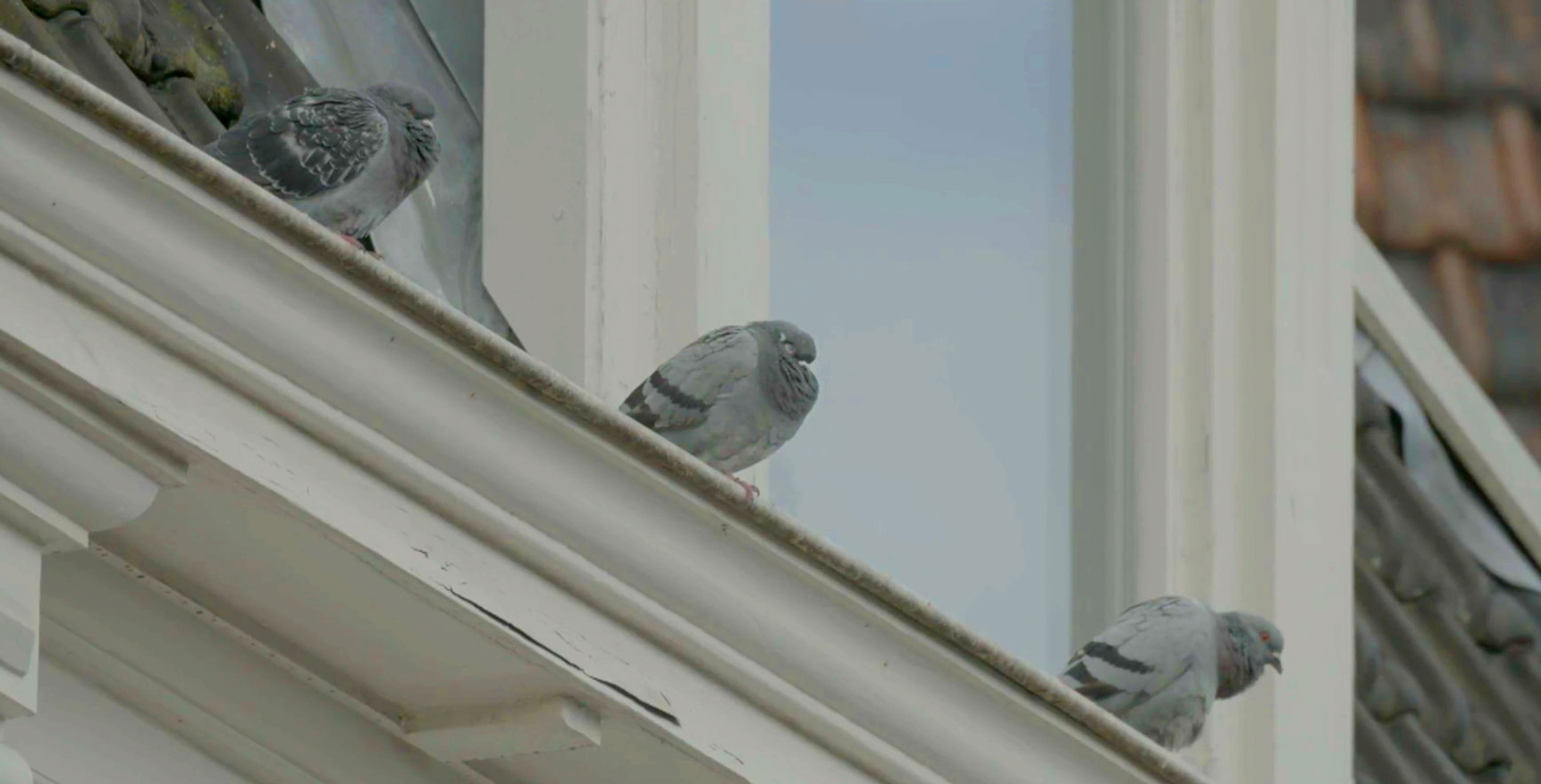 Hoe Overleven Duiven In De Stad Utrecht? - Vroege Vogels - BNNVARA