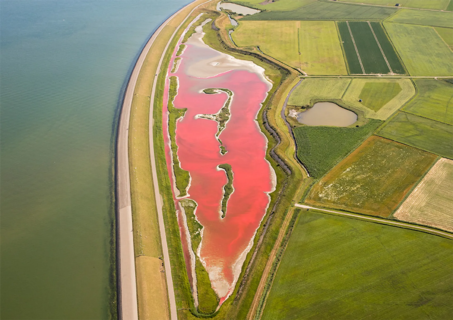 Afbeelding van Waterplas op Texel kleurt roze door algenbloei