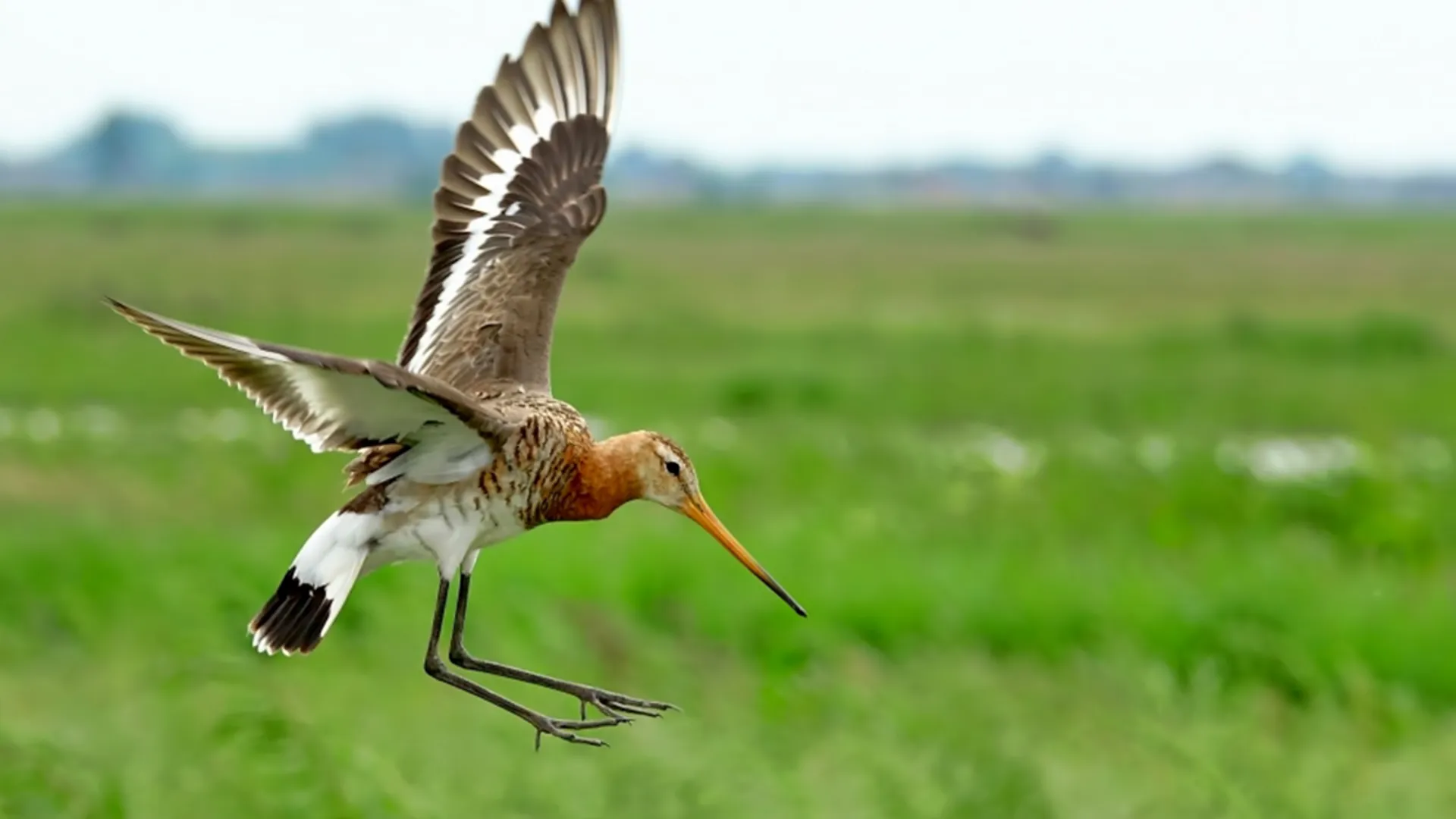Onze nationale vogel is terug: de grutto - Vroege Vogels - BNNVARA