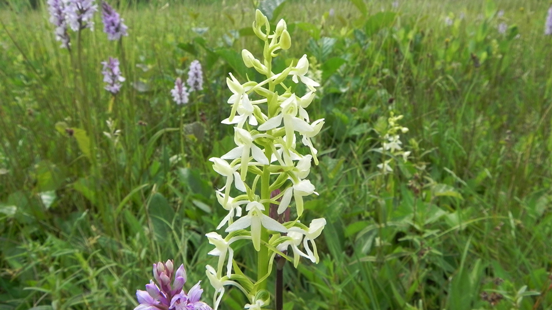 Beschermde orchideeën weer weggemaaid in Drenthe door Waterschap