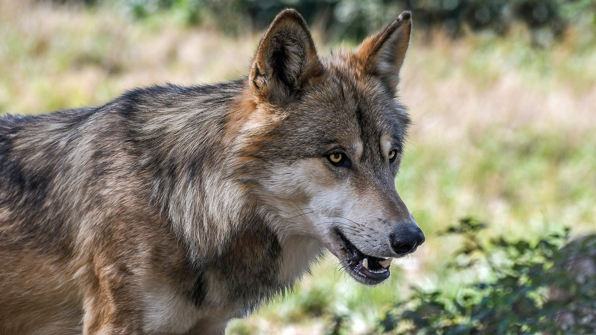Afbeelding van Europese Commissie wil bescherming wolf verminderen + reacties