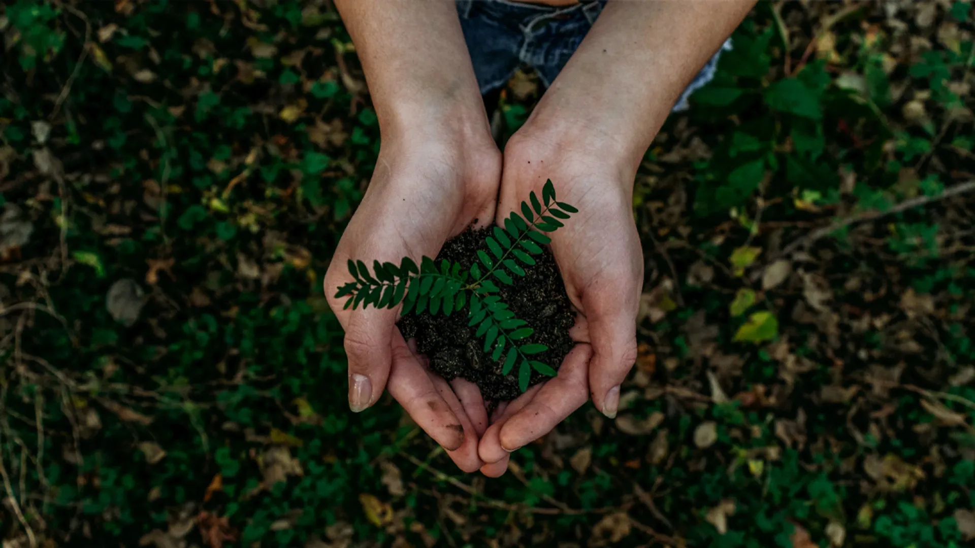 Afbeelding van Duizenden kinderen planten honderdduizenden bomen op Boomfeestdag