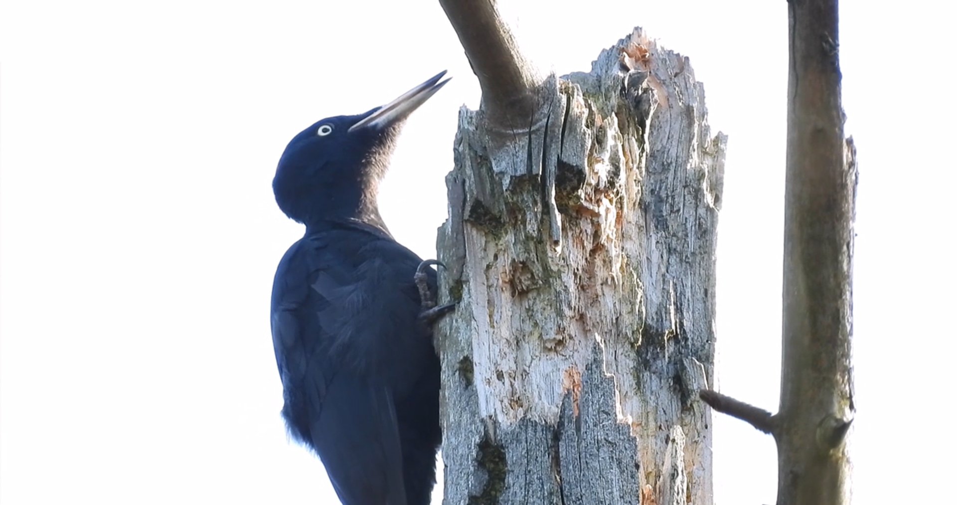 'Lachende' Zwarte Specht | Zelf Geschoten - Vroege Vogels - BNNVARA