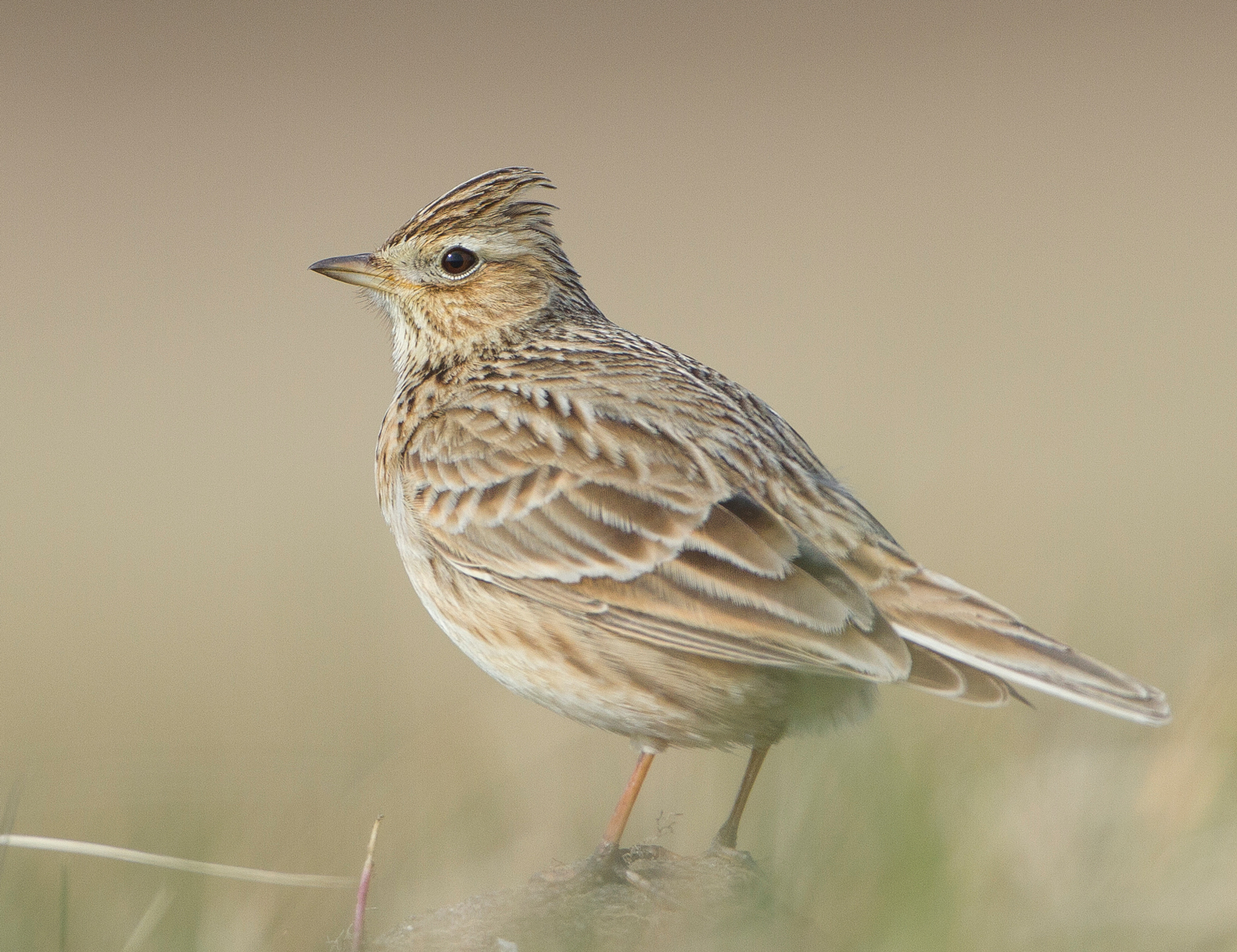 Troostradio: Het Geluid Van Het Voorjaar - Vroege Vogels - BNNVARA