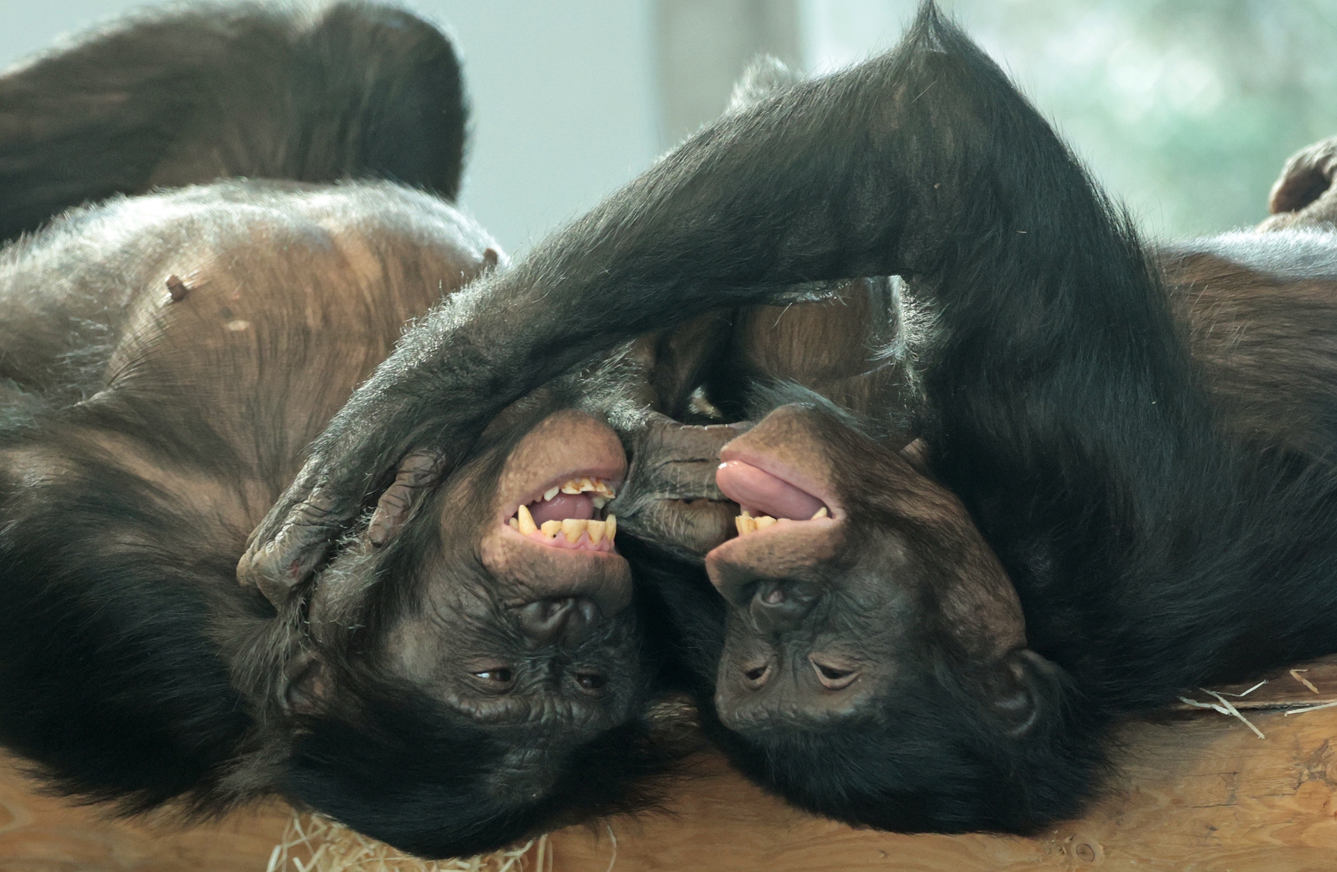 Bonobo Ouwehands Dierenpark