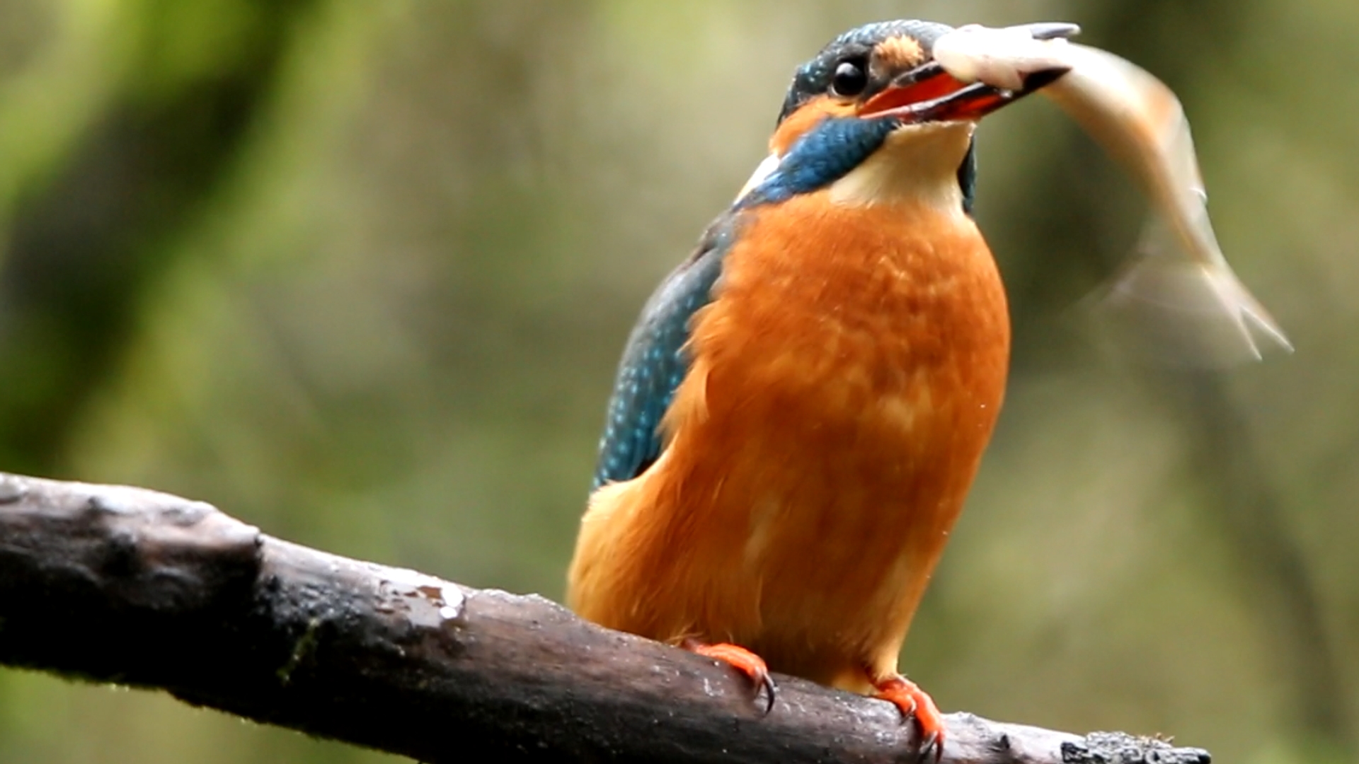 Ijsvogel Eet Visje Zelf Geschoten Vroege Vogels Bnnvara