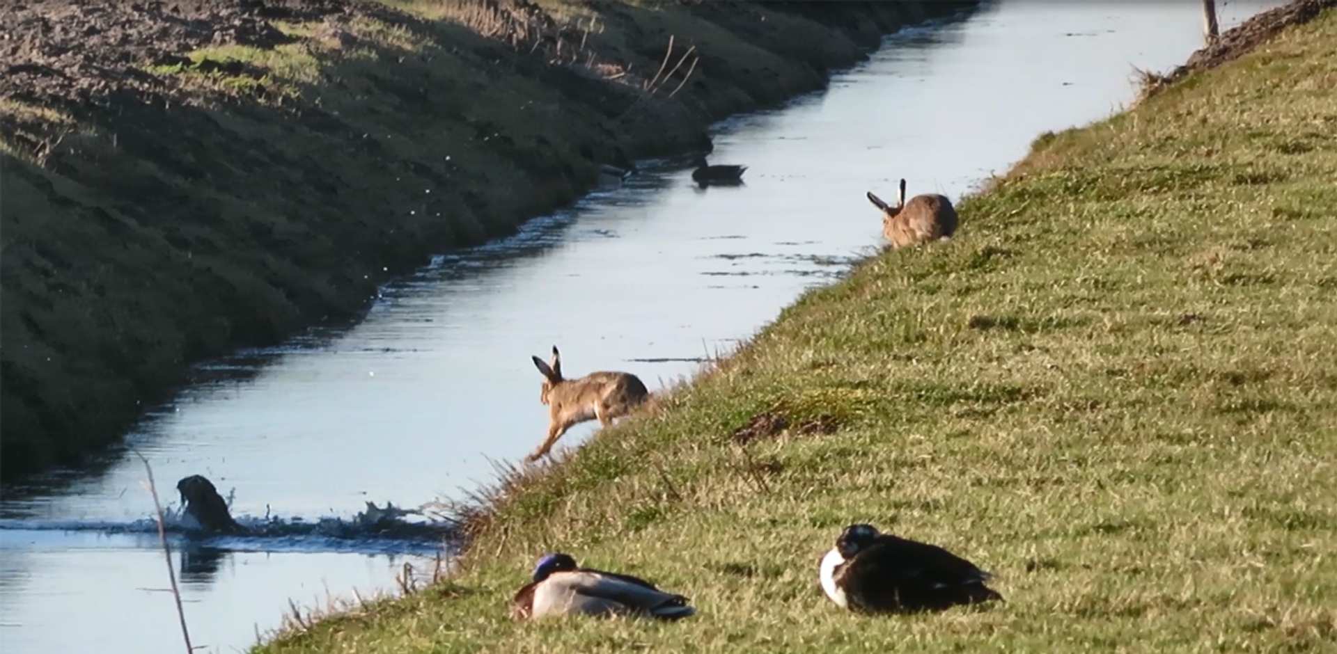 Opdringerige Haas In Sloot Geschopt Winnaar Zelf Geschoten Vroege