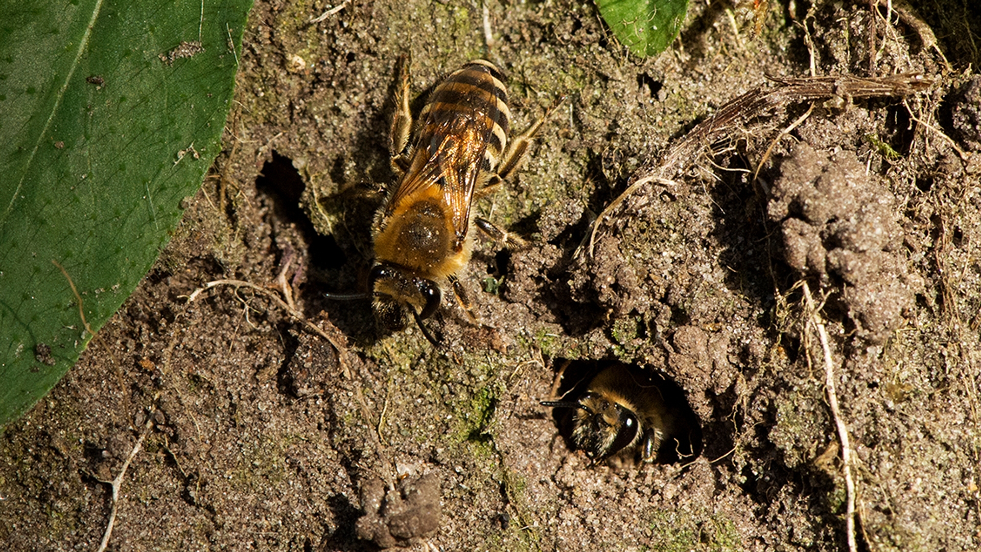 klimopbij-nest