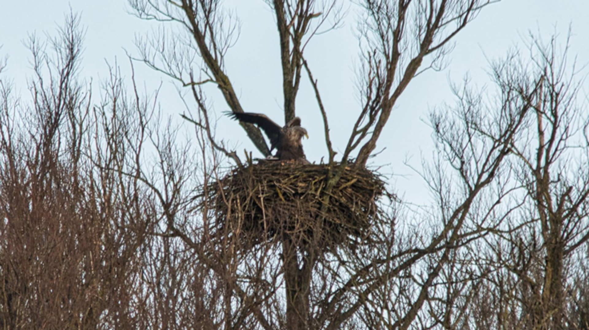 zeearend nest