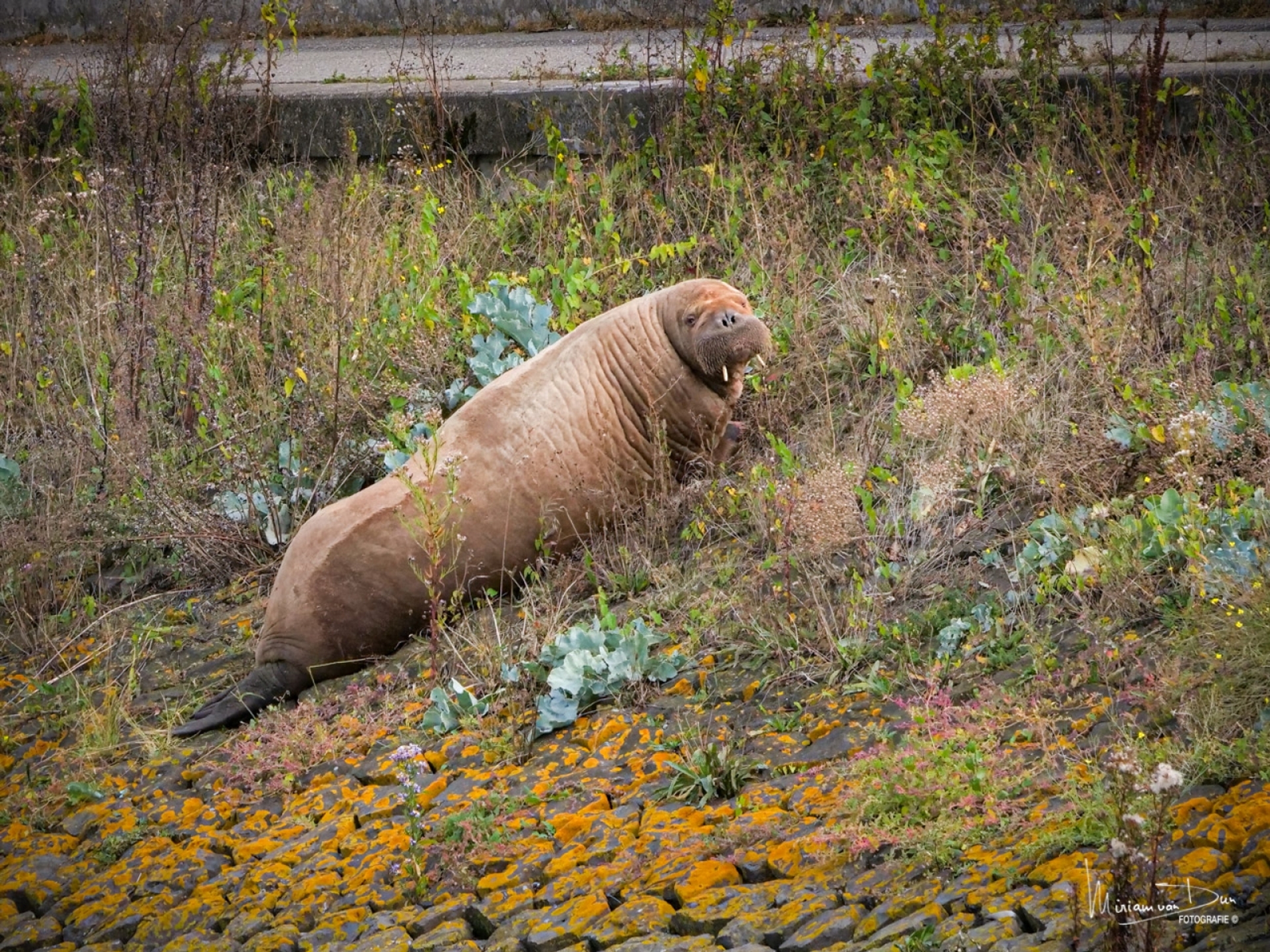 Walrus. Fotograaf: Miriam van Dun