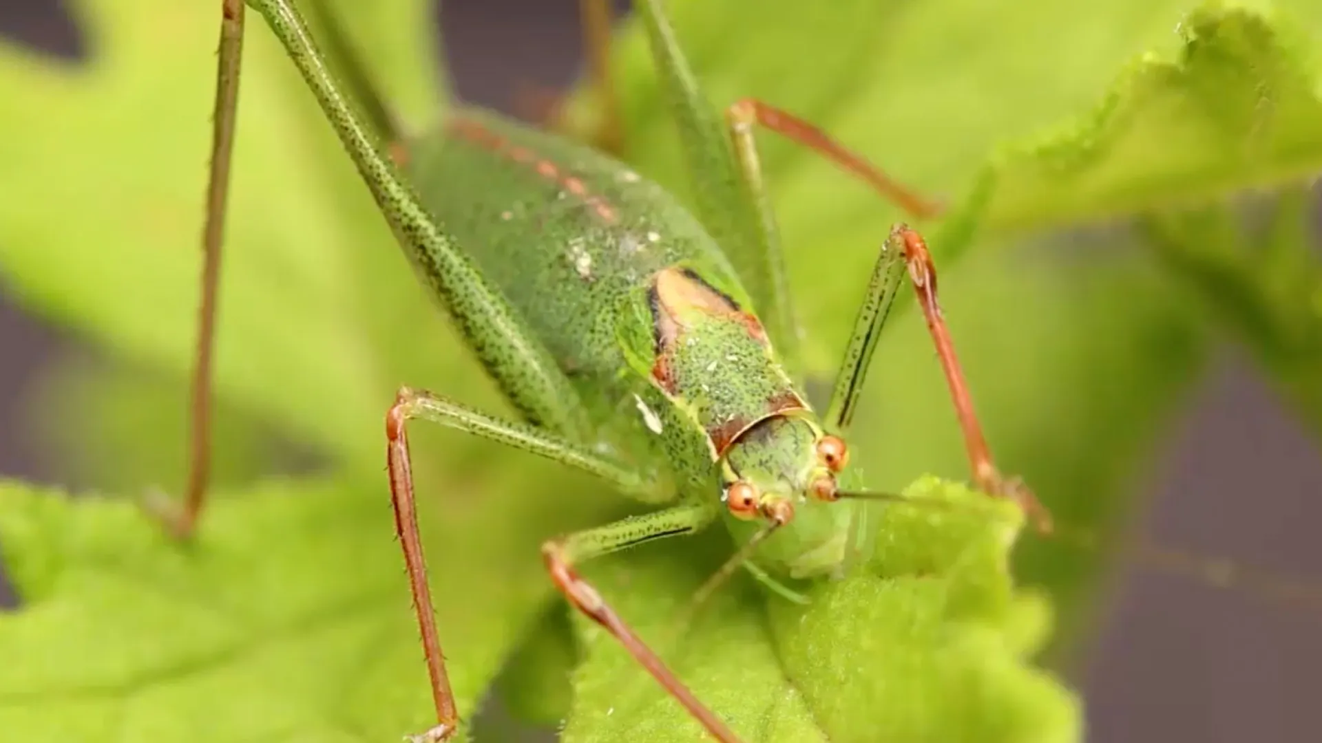 Afbeelding van Door de ogen van een sprinkhaan | Zelf Geschoten & Weetje