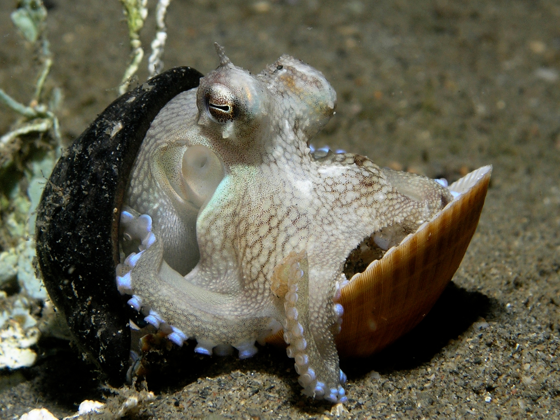 Afbeelding van Octopussen gebruiken ons afval als schuilplaats