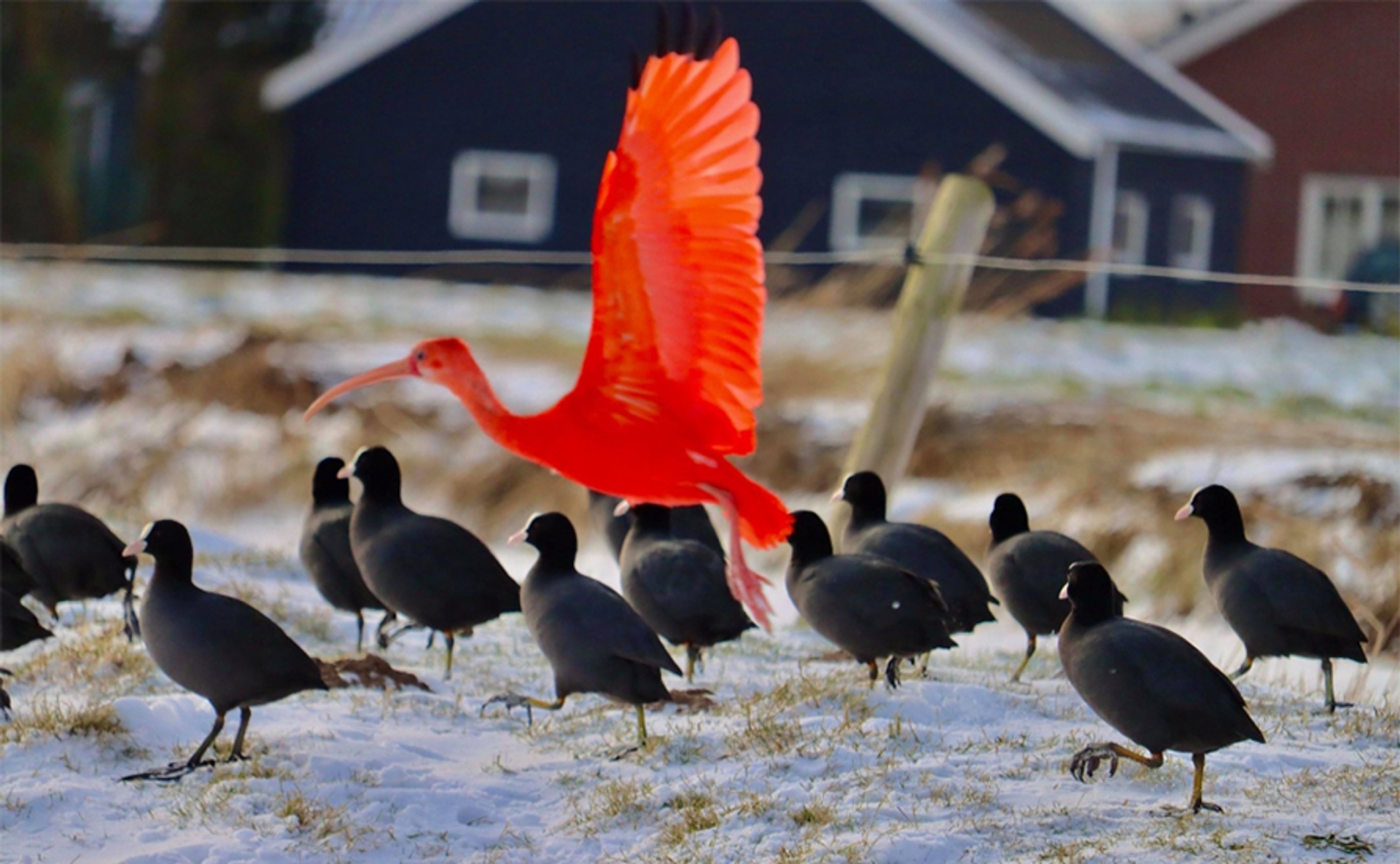 FSneeuw - Rode Ibis - Pikoen
