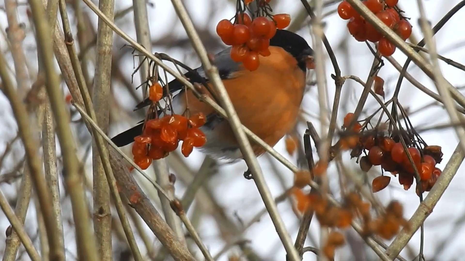 Goudvink Eet Zich Vol Zelf Geschoten Vroege Vogels BNNVARA