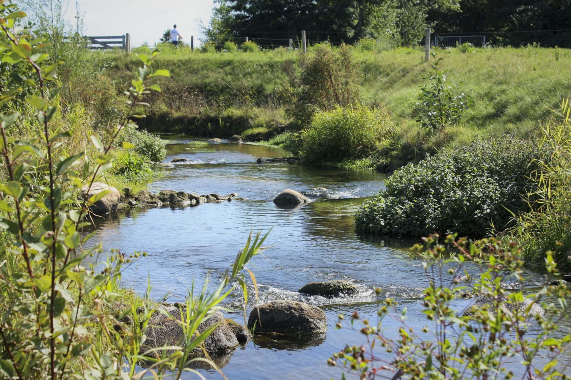 Afbeelding van Waterschap sluit vispassages om water vast te houden