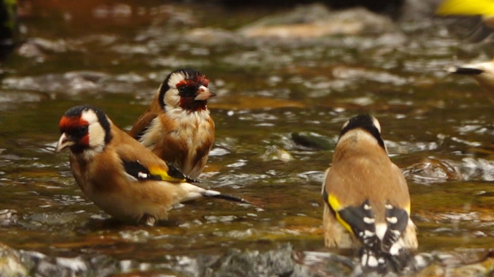 Badderende Puttertjes Zelf Geschoten Vroege Vogels BNNVARA