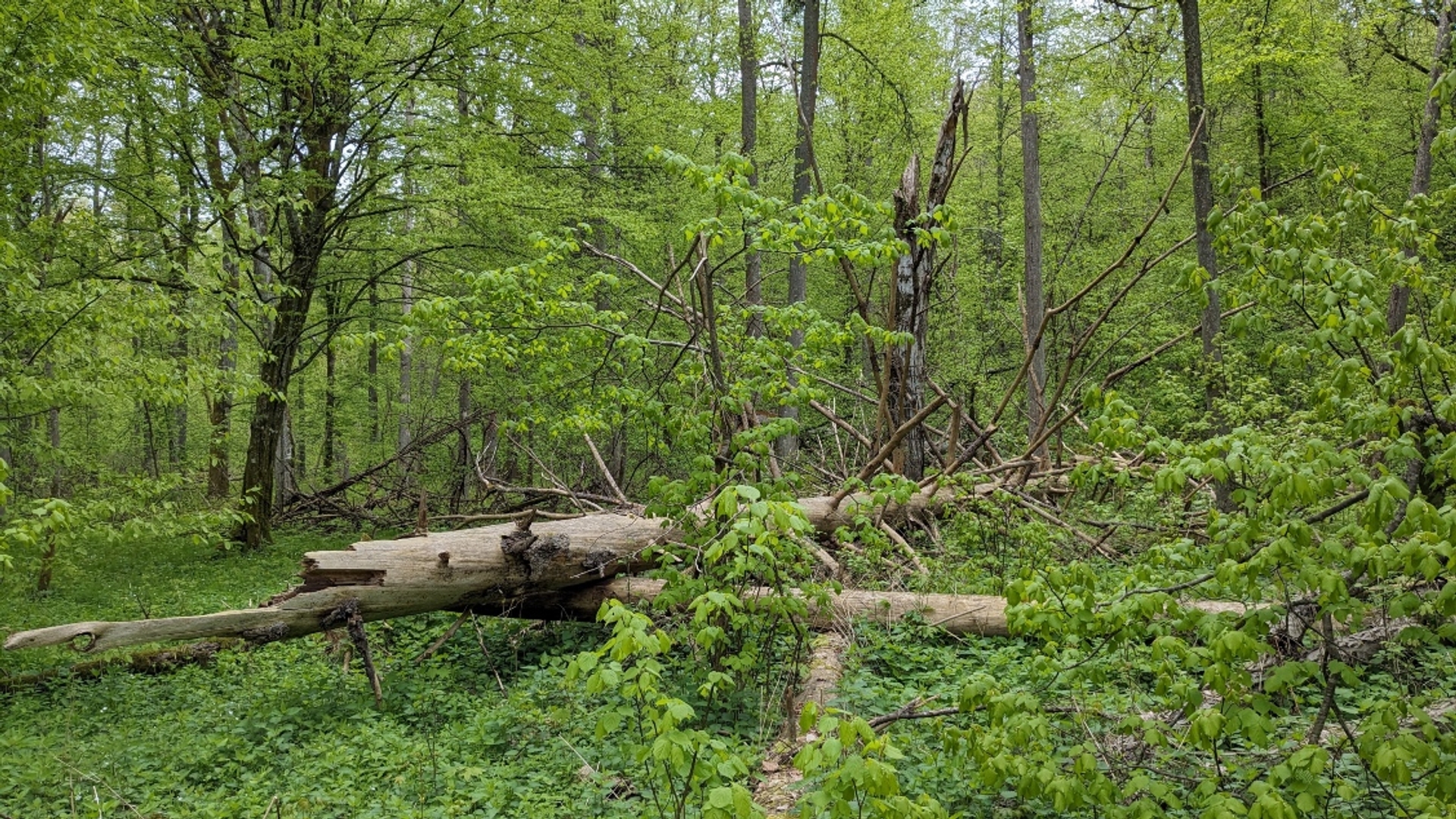 La rigenerazione delle foreste divora Białowieża
