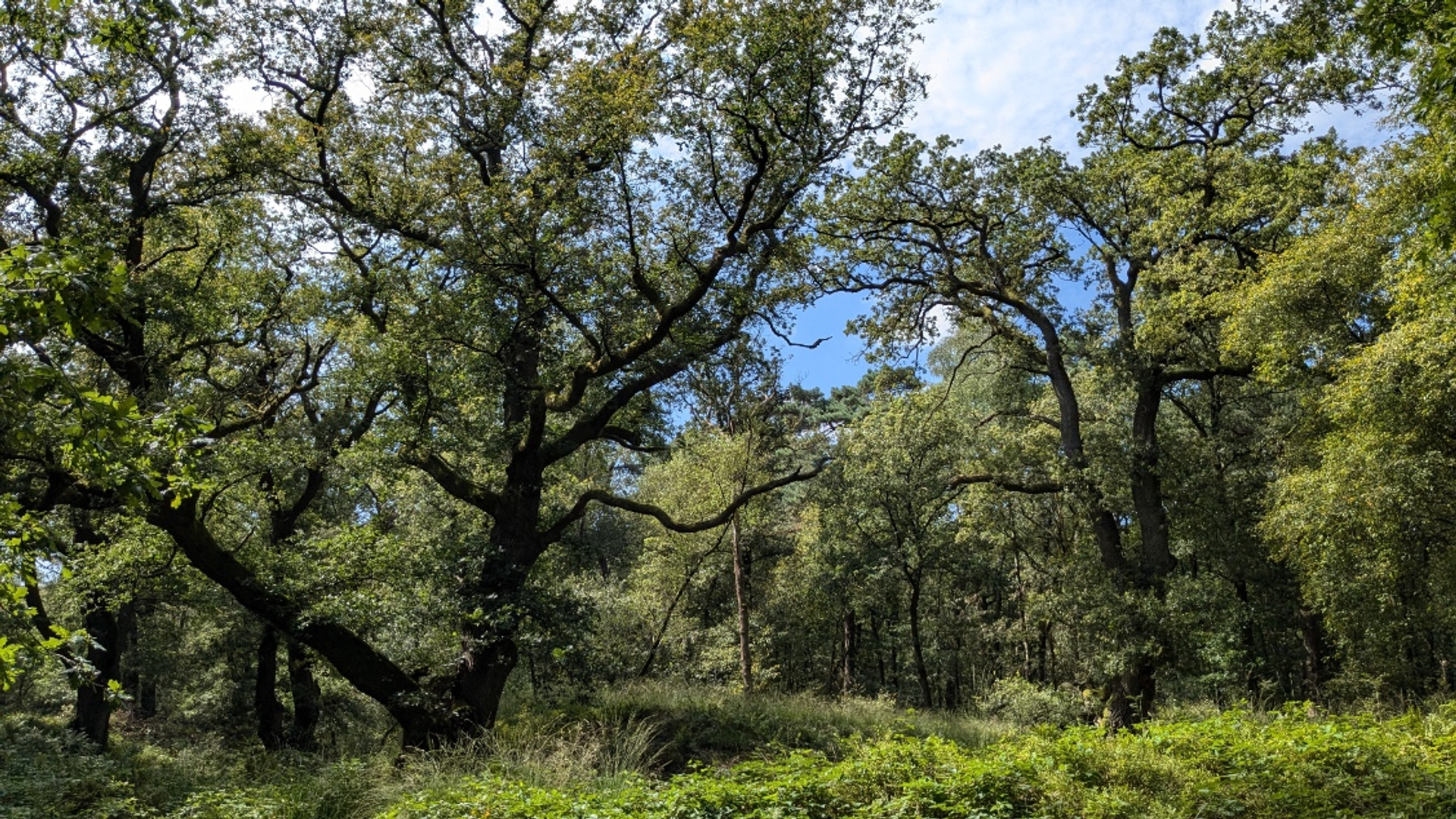 Biologist Arjen Mulder discovers he can communicate with trees – Early Birds