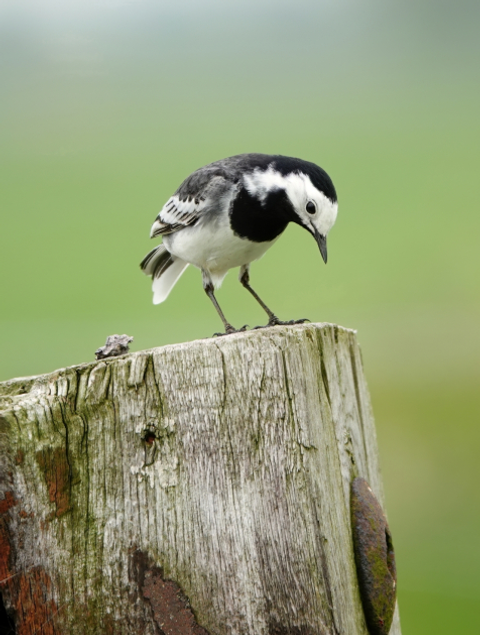 Vroeg Op Frank - Vroege Vogels - BNNVARA