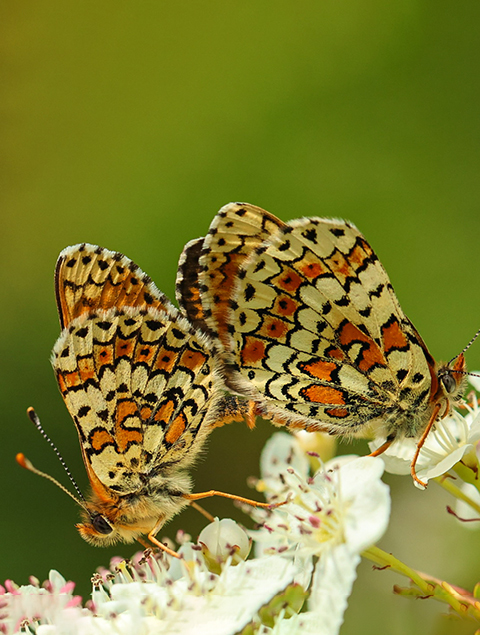 Sfeerfoto van Vroege Vogels
