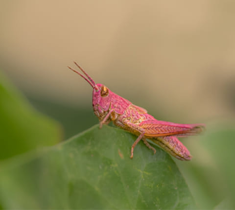 Sfeerfoto van Vroege Vogels
