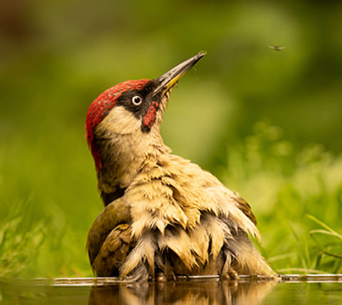 Vroege Vogels - BNNVARA