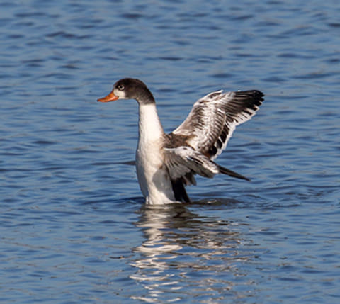 Sfeerfoto van Vroege Vogels
