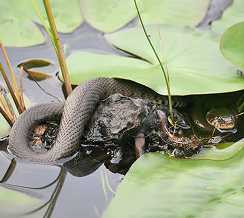 Sfeerfoto van Vroege Vogels