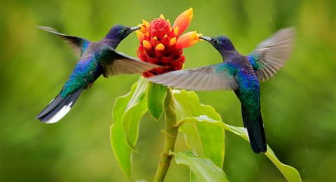 Het karakteristieke geluid van de kolibrie - BNNVARA