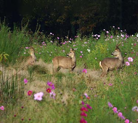 Sfeerfoto van Vroege Vogels