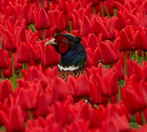 Slakken In De Tuin: Zo Jaag Je Ze Weg - Vroege Vogels - BNNVARA