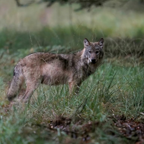 Afbeelding van Wolf in Gelderse woonwijk weer uitgezet in natuur