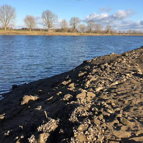 Vogels profiteren van lage stand Maas