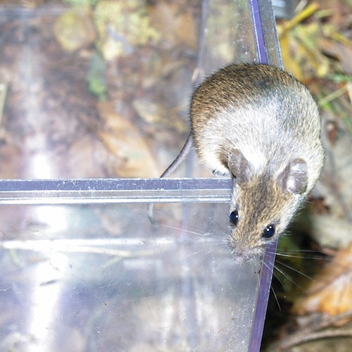 Grote bosmuis rukt op
