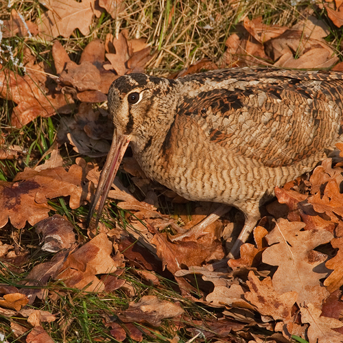 Houtsnipbalts datingshow