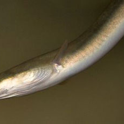 Paling legt 1000 eitjes in aquarium van Ria uit Veghel