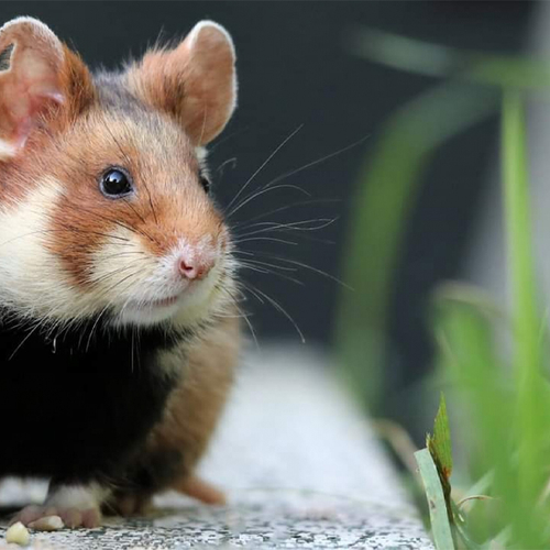 Afbeelding van Ruim 30 miljoen geïnvesteerd in redding Limburgse korenwolf